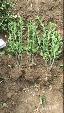 高度50厘米黄杨