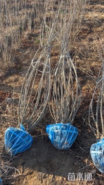 高度200厘米紫穗槐