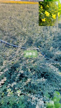 高度50厘米迎春花