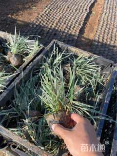 高度25厘米花叶燕麦草