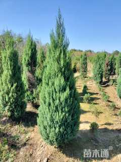 高度50厘米塔柏