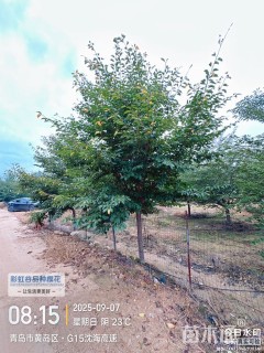 15公分美国樱花