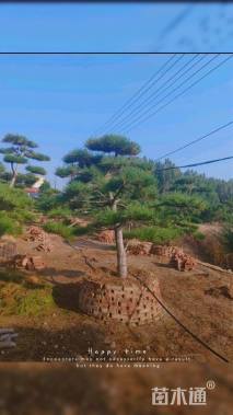 23公分造型黑松