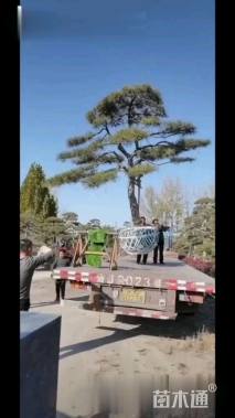 10公分造型树桩盆景-->造型油松