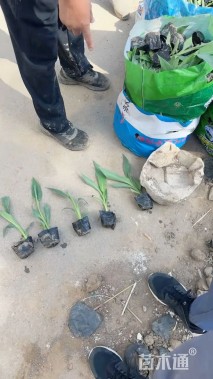 高度30厘米美人蕉