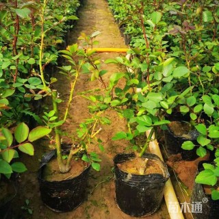 高度35厘米月季