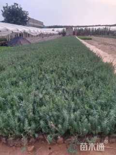 高度10厘米宿根亚麻