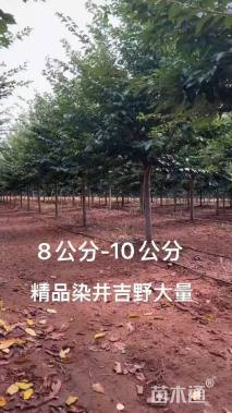 10公分染井吉野樱