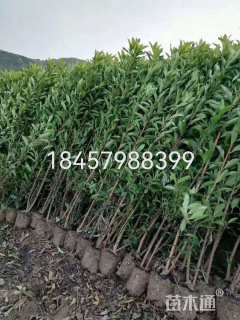 高度170厘米法国冬青