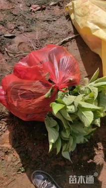 高度35厘米蓝雪花