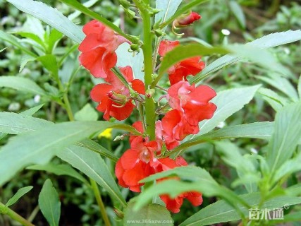 凤仙花种子