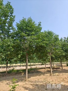 21公分秋紫白蜡