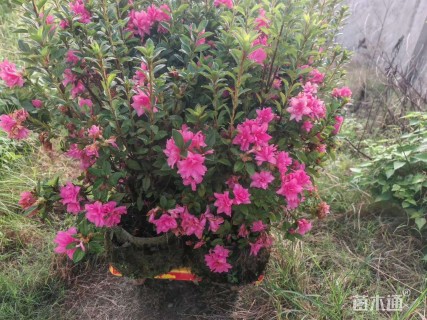 容器苗安酷杜鹃