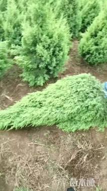 高度150厘米桧柏