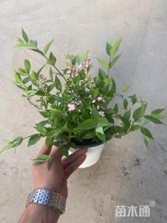 高度30厘米溲疏