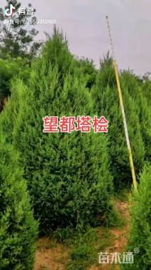 高度100厘米望都塔桧