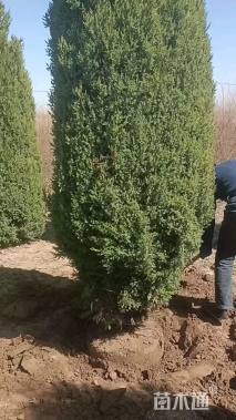 高度500厘米叉子圆柏