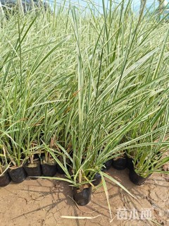 高度55厘米花叶芒