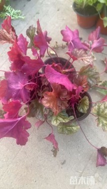 高度15厘米矾根