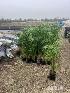 高度100厘米旱伞草