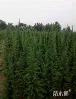 高度300厘米雪松