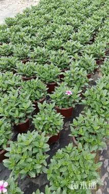 高度27厘米长春花