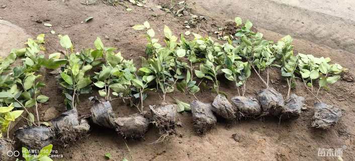 高度40厘米金森女贞