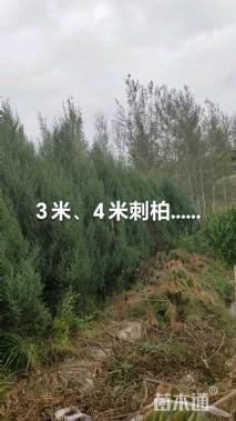 高度200厘米刺柏