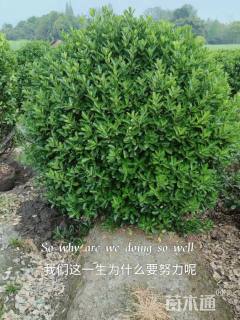 冠幅180厘米大叶黄杨球