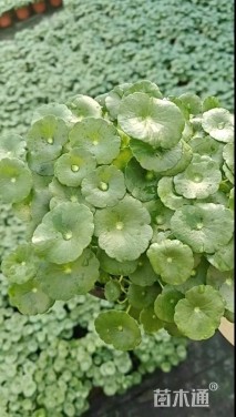 高度15厘米铜钱草