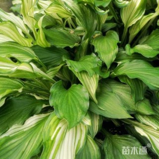 20厘米花叶玉簪