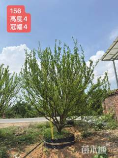 高度470厘米南丰蜜桔