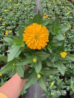 高度50厘米百日草