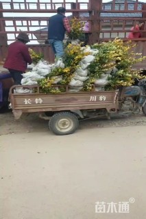 高度40厘米金森女贞