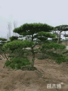 造型松