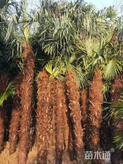 裸干高250厘米棕榈