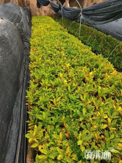 高度25厘米洒金珊瑚