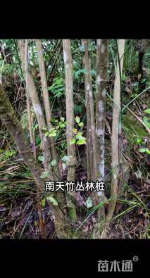 高度50厘米南天竹