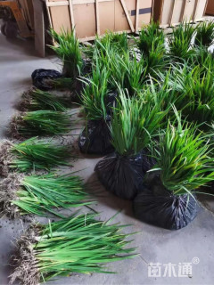 高度10厘米黄花鸢尾