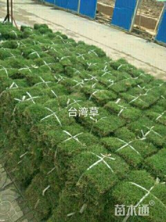A-精品大叶油草