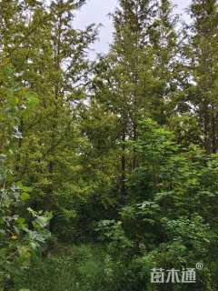 12公分金叶水杉