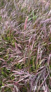 高度40厘米紫叶狼尾草