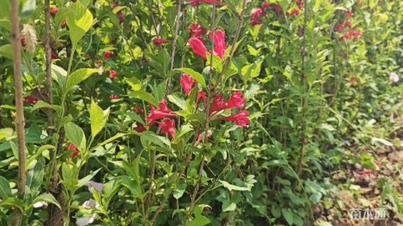 高度80厘米红王子锦带