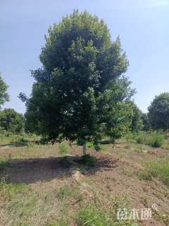 20公分美国红枫