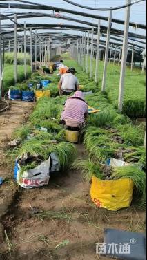 香漏兜基地直销      漏兜种植基地