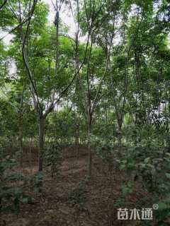 12公分黄山栾树