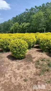 冠幅180厘米金叶女贞球