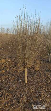 高度300厘米木槿