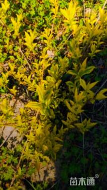 高度100厘米金叶连翘