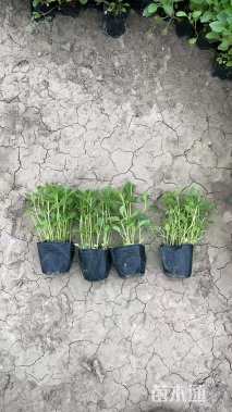 高度10厘米柳叶马鞭草